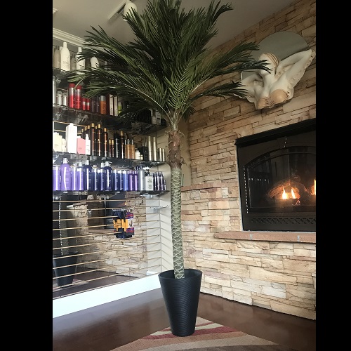 7 ft Palm Tree with 14 inch Black Veradek Planter - Gallery